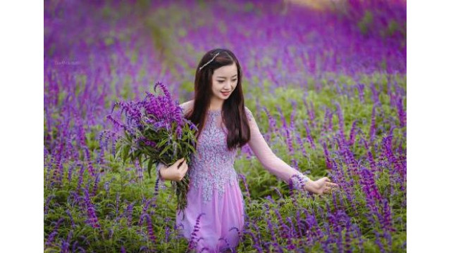Tinh dầu Lavender! Hoa oải hương gợi nhớ câu chuyện thảo dược